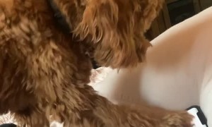 Golden Doodle Pup Paws for Parent during Video Call
