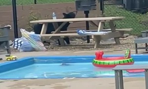 Baby Bear Busts Into Hotel Pool