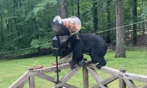Bear Eats Out of Bird Feeder and Climbs Tree