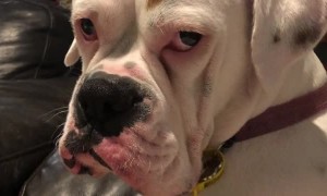 Boxer Annoyed with Seating Arrangement