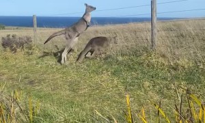 Kangaroo Clique on Cliff