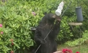 Black Bear Enjoys Backyard Bird Food Buffet