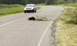 Beaver Moving Tree Across Road in Elk Island