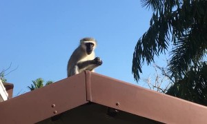 Cheeky Monkey Makes off With Muffin