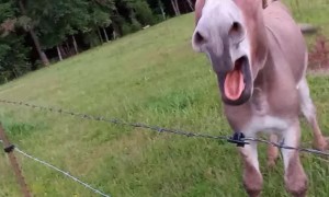 Donkey Honks With Happiness