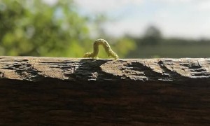 Speedy Caterpillar Crawls Along in a Hurry