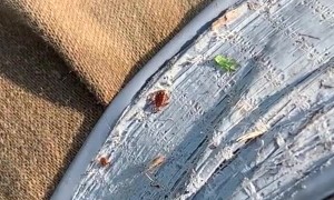 Duct Tape Tip Helps Prevent Tick Attacks