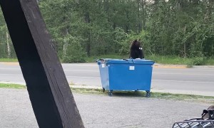 Bear Opens Blue Lunchbox