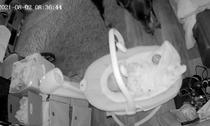 Gentle Doberman Brings Baby a Toy