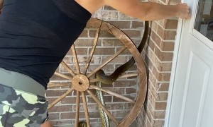 Pet Python Greets Guests