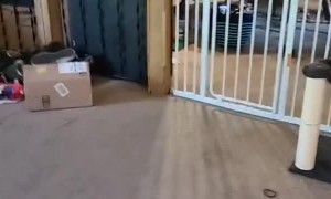 Doggy Springs Straight Over Gate