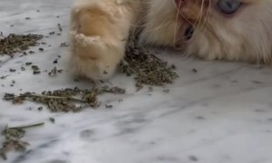 Kitty Approves of High Quality Catnip