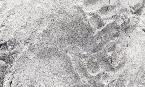 Sleepy Beach Pup Enjoys Her Vacation
