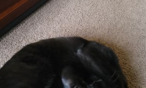 Kitty Can’t Get Enough of Massage Gun