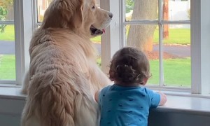 Brothers Watch Out Window