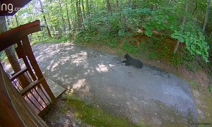 Bear's Slumber Interrupted by Police Siren