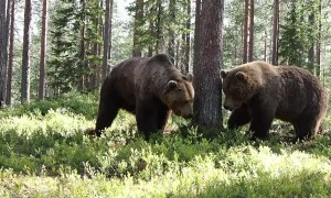 Intense Territorial Brawl Between Two Massive Brown Bears