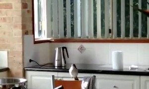 Wild Butcher Bird Chips Away in Kitchen