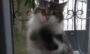 Cat Scratching Window Wants to be Adopted