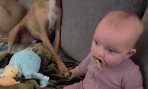 Dog and Baby Touching Paw and Hands During Movie