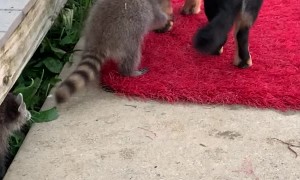 Baby Raccoons Play with Chief the Dog