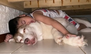 Kiddo Found Snoozing with Husky Best Friend