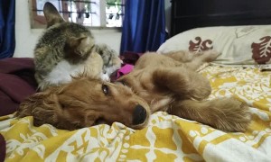 Caring Kitten Grooms Lazy Puppy Pal