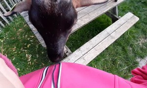 Playful Goat Discovers the Magic of Zippers