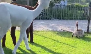 Curious Alpacas Investigate Kitty