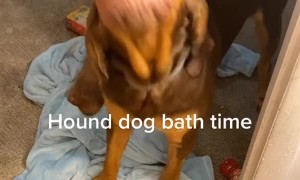 Hound Dog Excited About Bath Time