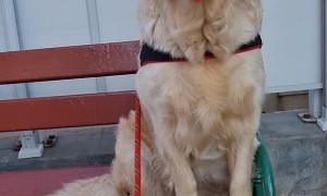 Pup Found a Pacifier