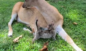 Kitten Receiving Loves from Buttons the Deer