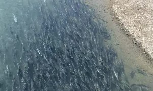 Fish Congregate Along Alaskan Shore