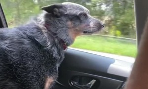 Dog Biting at Oncoming Traffic