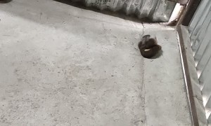 Weasel Tugs Rat's Tail