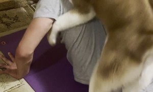 Pup Makes Push-Ups More Challenging