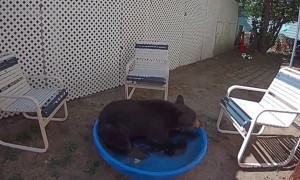 Large Bear Relaxes in Small Backyard Pool