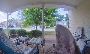 Kitty Rings Doorbell to Come Inside