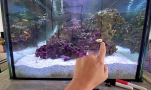 Baby Porcupine Puffer Fish Follows Finger Through Maze