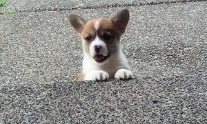 Tiny Puppy Tries To Climb Steps For The First Time