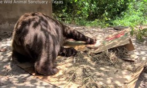 Bear Enjoys Using Box as Scratching Pad