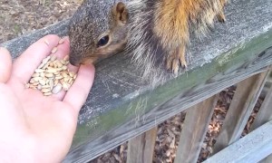Squirrel Springs for Seeds