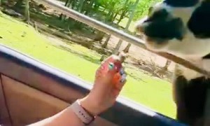 Llama Spits on Carla’s Face