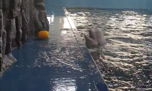 Beluga Whale Uses Hydro Blast to Retrieve Toy