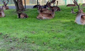 Deer Hang Out at Harold Hill