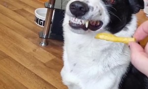 Doggy Can’t Resist Strange Smelling Treat