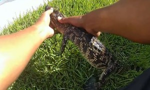 Texas Police removed alligator found in hot tub