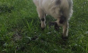 Helping a Baby Pygmy Goat with His Head Stuck in Fence
