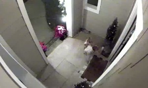 Missing Dog Comes Home with the Push of a Paw