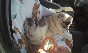 Las Vegas police rescue three dogs left in a hot car